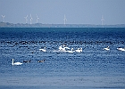 Rick Swartzentrover  Mute Swans