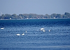 Rick Swartzentrover  Mute Swans