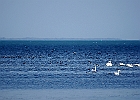 Rick Swartzentrover  Mute Swan &#38; American Coots