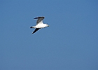Rick Swartzentrover  Ring-bill Gull