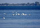 Rick Swartzentrover  Mute Swans