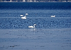 Rick Swartzentrover  Mute Swans