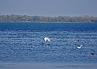 Rick Swartzentrover  Mute Swans