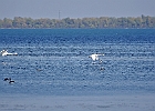 Rick Swartzentrover  Mute Swans