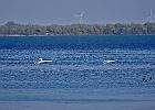 Rick Swartzentrover  Mute Swans