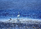 Rick Swartzentrover  Great Egret