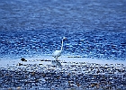 Rick Swartzentrover  Great Egret