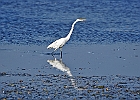 Rick Swartzentrover  Great Egret