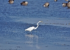 Rick Swartzentrover  Great Egret