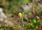 IMGP2870