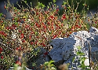 IMGP2871