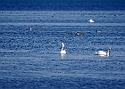 Rick Swartzentrover  Mute Swans