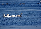 Rick Swartzentrover  Mute Swans