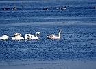 Rick Swartzentrover  Mute Swans