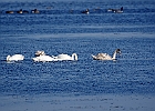 Rick Swartzentrover  Mute Swans