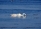 Rick Swartzentrover  Mute Swans