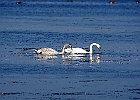 Rick Swartzentrover  Mute Swans