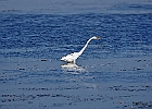 Rick Swartzentrover  Great Egret