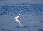 Rick Swartzentrover  Great Egret