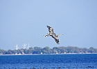 Rick Swartzentrover  Great Blue Heron
