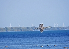 Rick Swartzentrover  Great Blue Heron