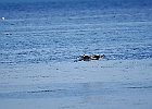 Rick Swartzentrover  Great Blue Heron