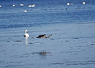 Rick Swartzentrover  Great Blue Heron