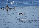 Rick Swartzentrover  Great Blue Heron