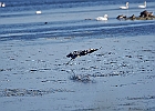 Rick Swartzentrover  Great Blue Heron