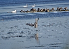 Rick Swartzentrover  Great Blue Heron