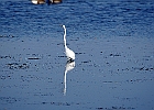 Rick Swartzentrover  Great Heron