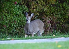 Rick Swartzentrover  White-tailed Deer