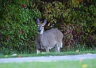 Rick Swartzentrover  White-tailed Deer