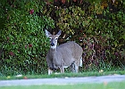 Rick Swartzentrover  White-tailed Deer