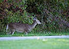 Rick Swartzentrover  White-tailed Deer