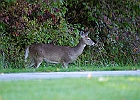 Rick Swartzentrover  White-tailed Deer