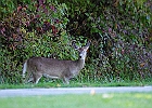 Rick Swartzentrover  White-tailed Deer