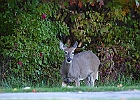 Rick Swartzentrover  White-tailed Deer