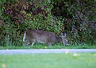 Rick Swartzentrover  White-tailed Deer