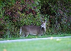 Rick Swartzentrover  White-tailed Deer