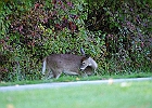 Rick Swartzentrover  White-tailed Deer