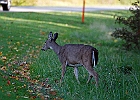 Rick Swartzentrover  White-tailed Deer