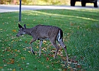 Rick Swartzentrover  White-tailed Deer