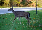 Rick Swartzentrover  White-tailed Deer