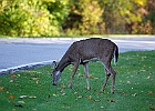 Rick Swartzentrover  White-tailed Deer