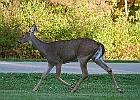 Rick Swartzentrover  White-tailed Deer