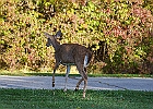 Rick Swartzentrover  White-tailed Deer