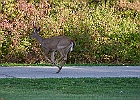 Rick Swartzentrover  White-tailed Deer