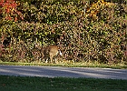 Rick Swartzentrover  White-tailed Deer