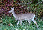 Rick Swartzentrover  White-tailed Deer